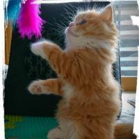 きじきなこ 会員画像