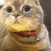 会員画像