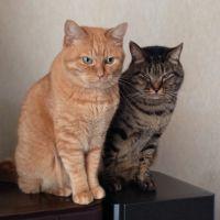 ねこ丸! 会員画像