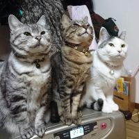 夢眠パパ 会員画像