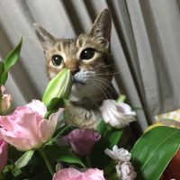 ぱんとちょこ 会員画像