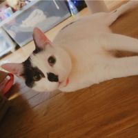 後追いルミ 会員画像