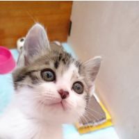 ネコズキー 会員画像