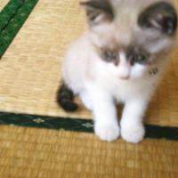 トットママ 会員画像