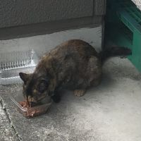 アンとはな 会員画像