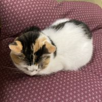 しょおちゃん 会員画像