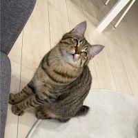 まちゃなべ 会員画像