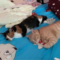 たまさ 会員画像