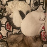 5cats 会員画像