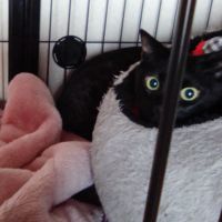 北コブシ 会員画像