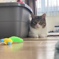 あやちー 会員画像