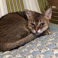 ぱてはり 会員画像