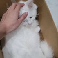 にくきゅーきゅー 会員画像