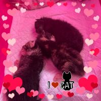 人間と猫のママ 会員画像