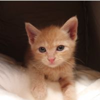 加賀マネ 会員画像