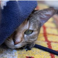 猫缶まぐろさん
