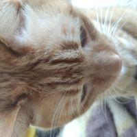 tahchan 会員画像