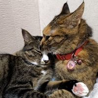 asaborn 会員画像