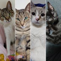 アズニャン 会員画像