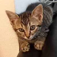 アルセーヌ 会員画像