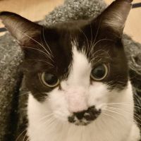 トウコ@黒白猫探してます 会員画像