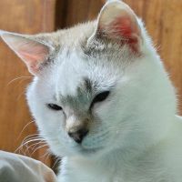 みそぼうずさん