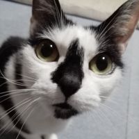 ケモトギ 会員画像