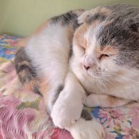 とろ美