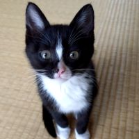 ヨツハさん
