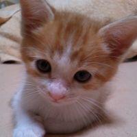 pipo-neko 会員画像