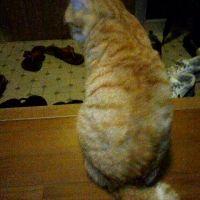 しめさば 会員画像