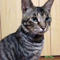 MiseriCordia 会員画像