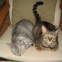 hanamaruとkoume 会員画像