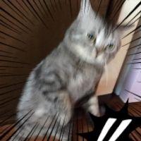 ごま男 会員画像