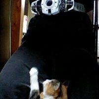 ねこんご 会員画像