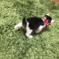 うたかた 会員画像