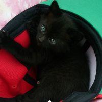 愉快な猫ちゃん達 会員画像
