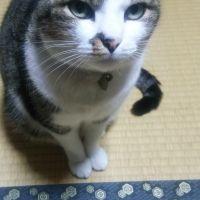まんが肉 会員画像