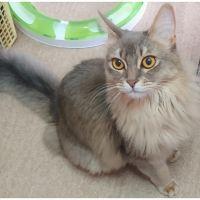 健康管理(ワクチン)】猫に関する新着質問 - ネコジルシ