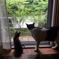 ふくちょこび 会員画像