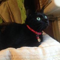 黒猫成さん 会員画像
