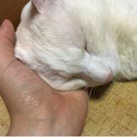 会員画像