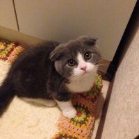 やたん 会員画像
