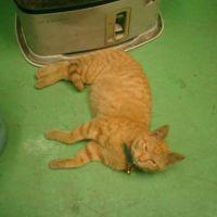 猫専務秘書 会員画像