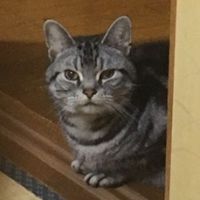 ゴマたんさん