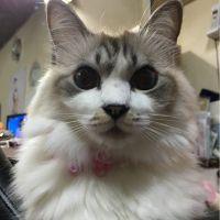 さくらちこ茶 会員画像