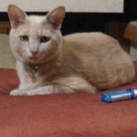 ちゃめふぅさん