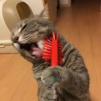カリーちゃん 会員画像