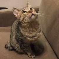 ねこのすけさぶろう 会員画像