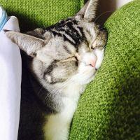 たぬぽんた 会員画像
